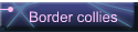 Border collies